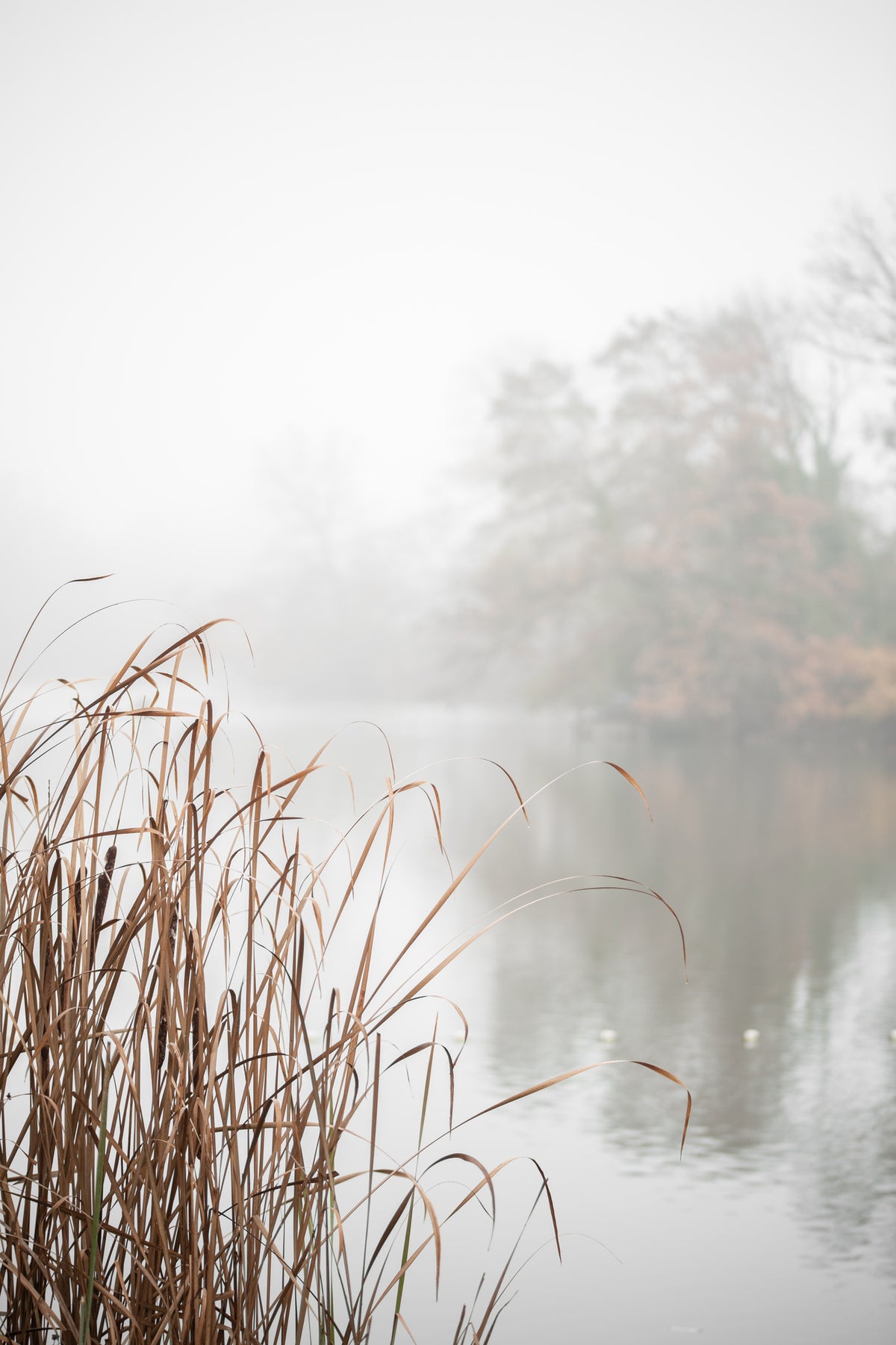 framedcanvas-print-at-the-lake