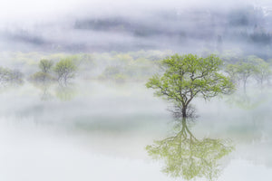 framedposter-print-dreamy-tree-x