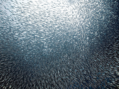poster-print-sardines-firework