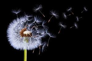 3-piece-aluminium-print-dandelion-blowing