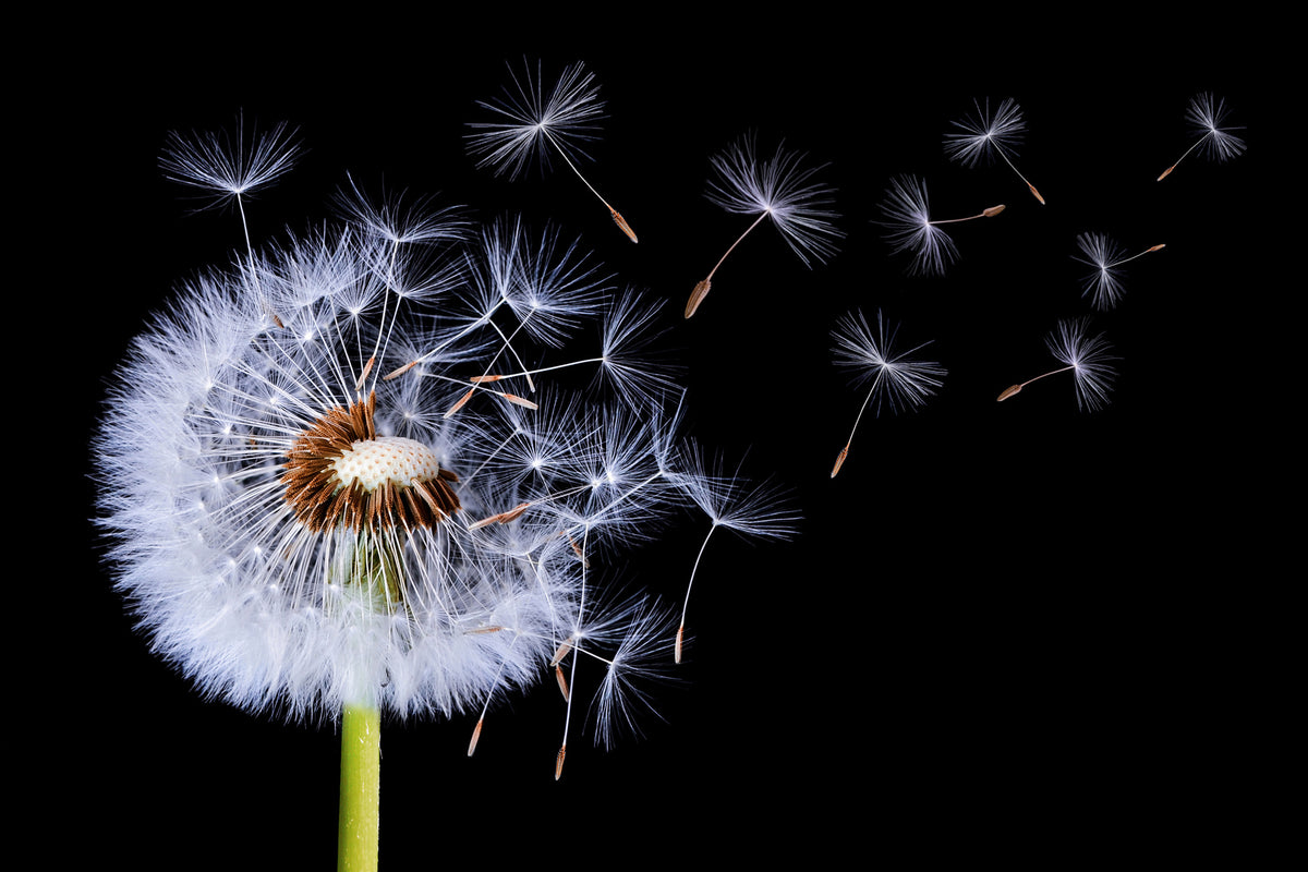3-piece-aluminium-print-dandelion-blowing
