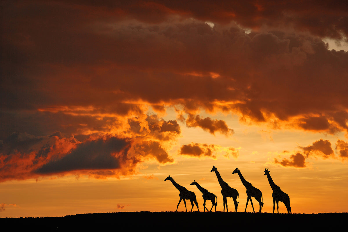 aluminium-print-five-giraffes-x