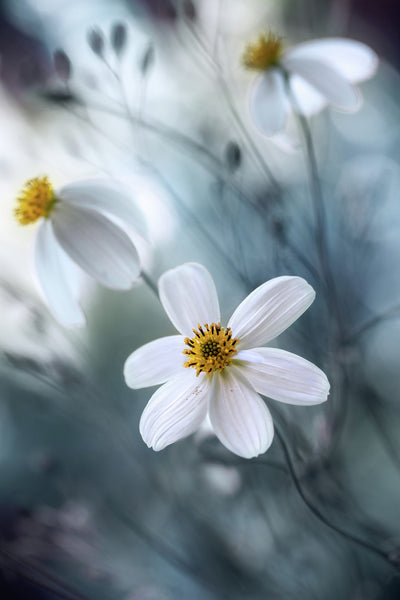 poster-print-cosmos