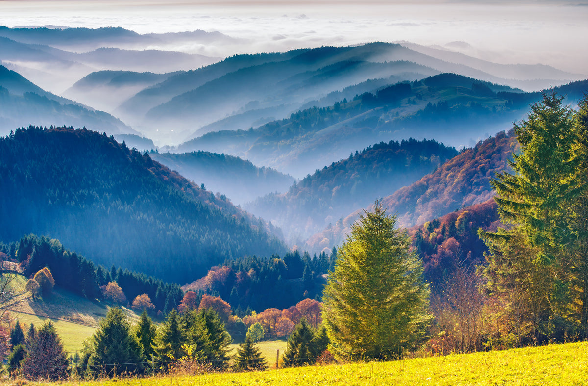 3-piece-canvas-print-black-forest-autumn-colors-and-haze