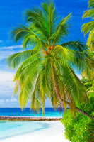 aluminium-print-the-palm