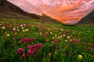 3-piece-canvas-print-carpet-of-wildflowers