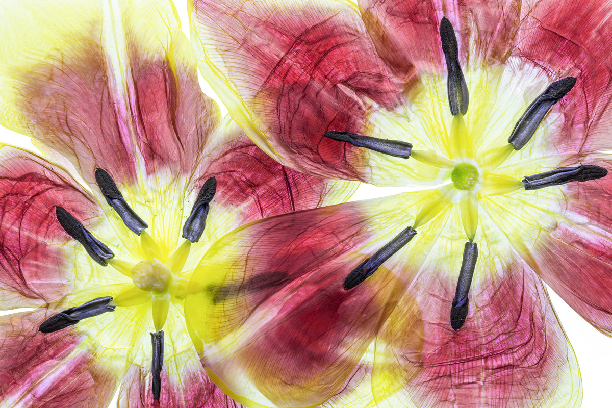 aluminium-print-tulips-3