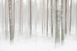 canvas-print-winterforest-in-sweden-x