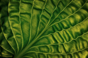 canvas-print-leaf-of-a-hosta