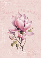 framedposter-print-magnolia-pink-no2