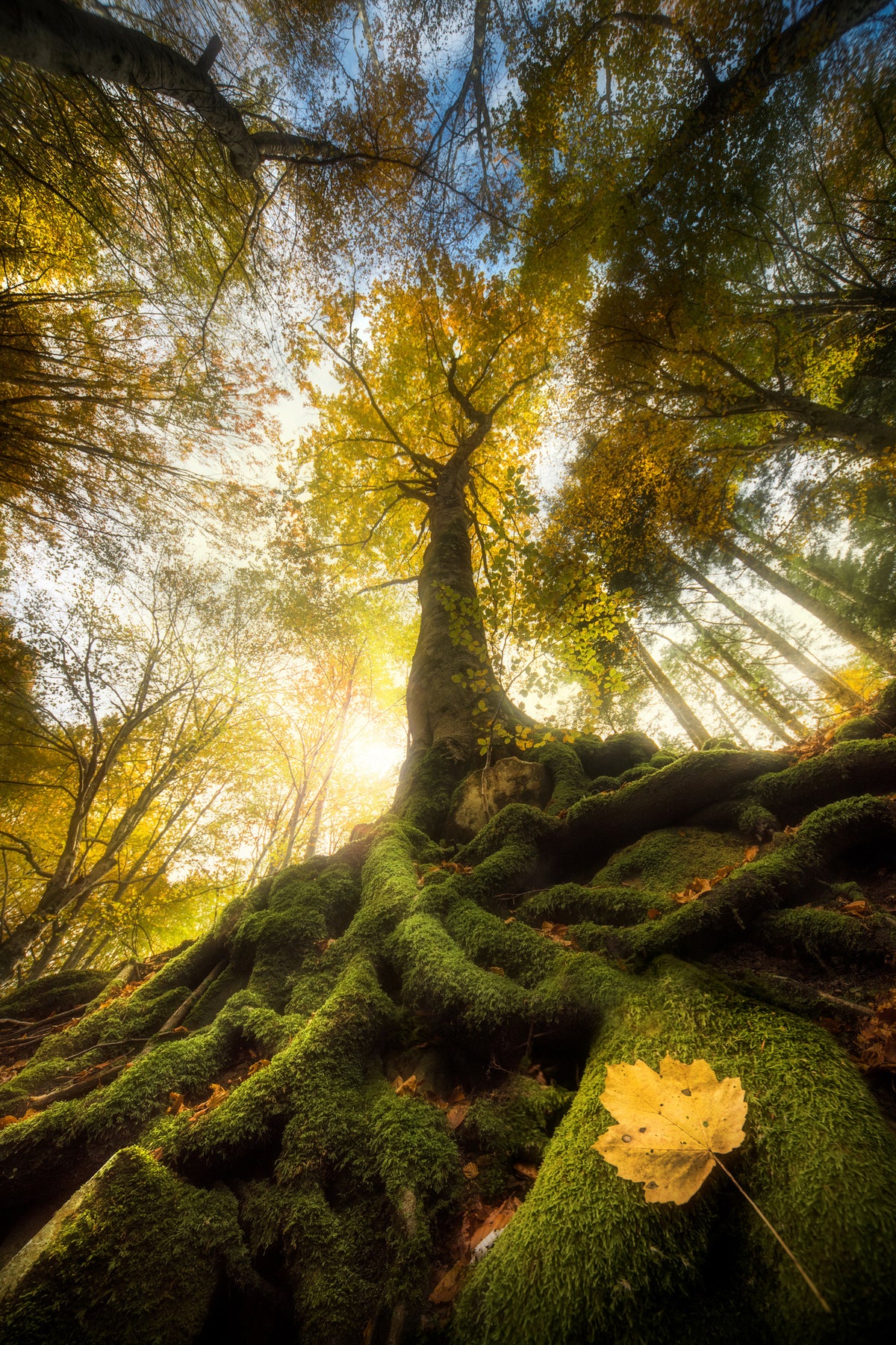 framedposter-print-the-goodbye-of-a-leaf