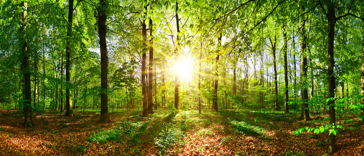 panoramic-poster-print-spring-awakening-in-the-forest