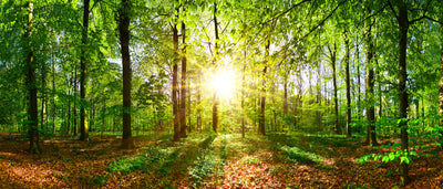 panoramic-poster-print-spring-awakening-in-the-forest