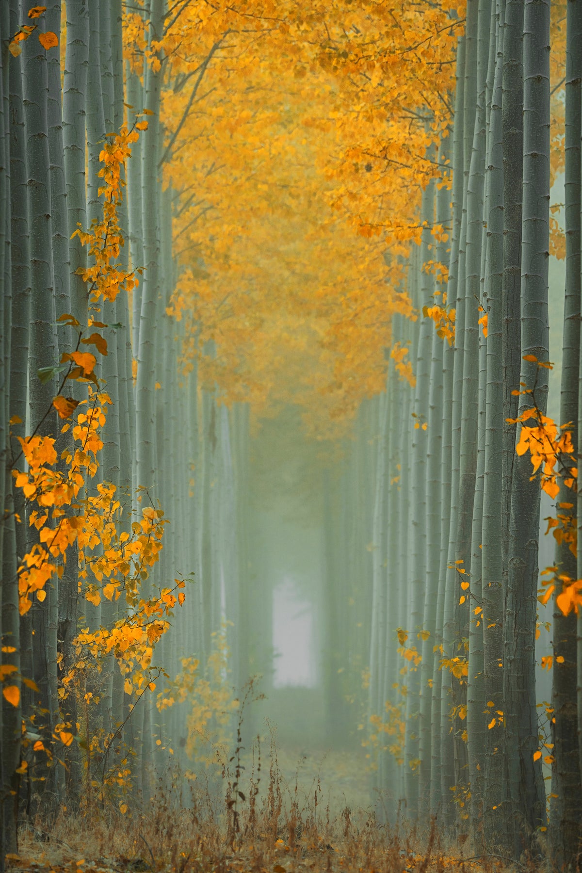canvas-print-misty-autumn-path
