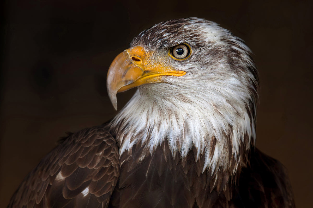 3-piece-aluminium-print-caged-eagle