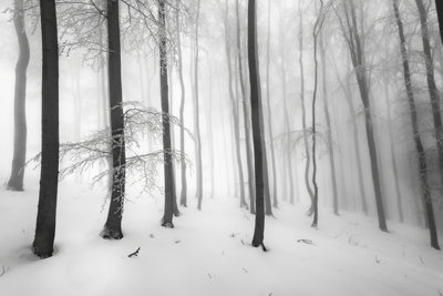 poster-print-silence-of-the-forest
