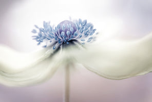 poster-print-anemone