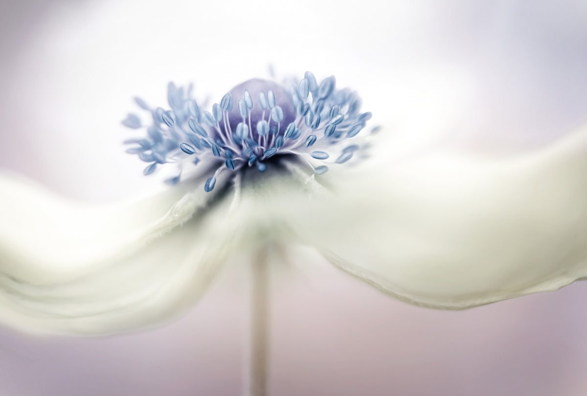 poster-print-anemone