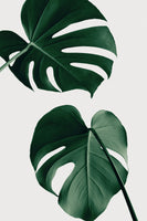 framedposter-print-monstera-natural-18