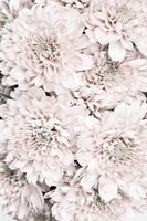 framedcanvas-print-chrysanthemum-no-09