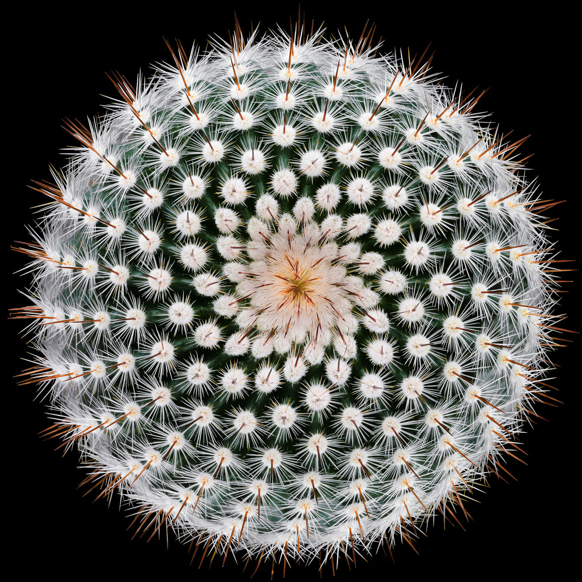 acrylic-print-notocactus-scopa