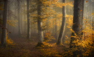 5-piece-acrylic-print-autumn-woods