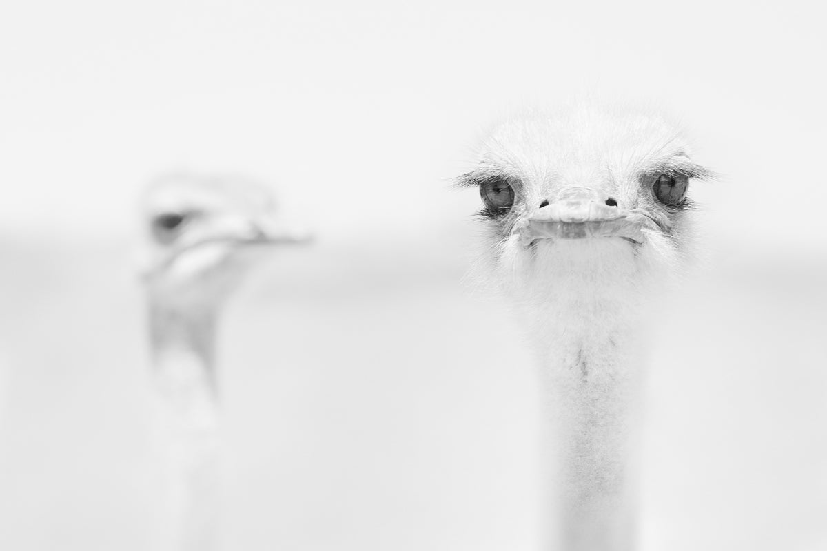 acrylic-print-funny-ostrich