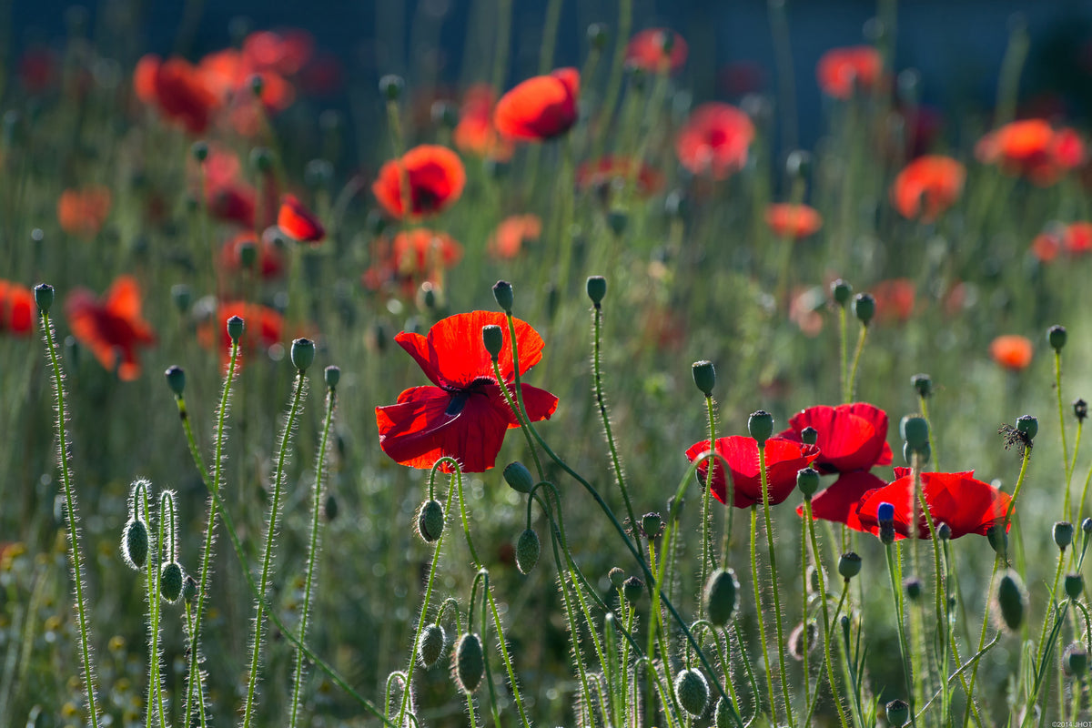canvas-print-wild-poppy