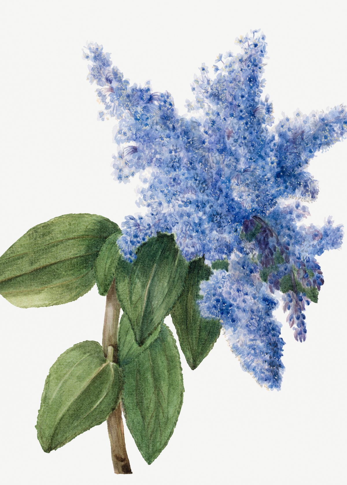 aluminium-print-california-lilac-1935