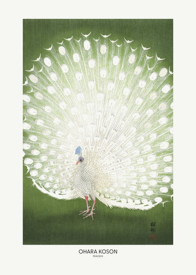 poster-print-peacock-cropped
