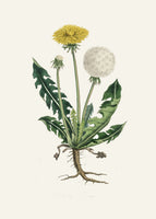 framedposter-print-leontodon-taraxacuma-medical-botany