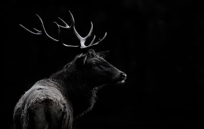 poster-print-the-deer-soul