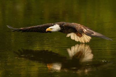 poster-print-the-reflective-pond