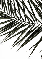 acrylic-print-frond-shadows