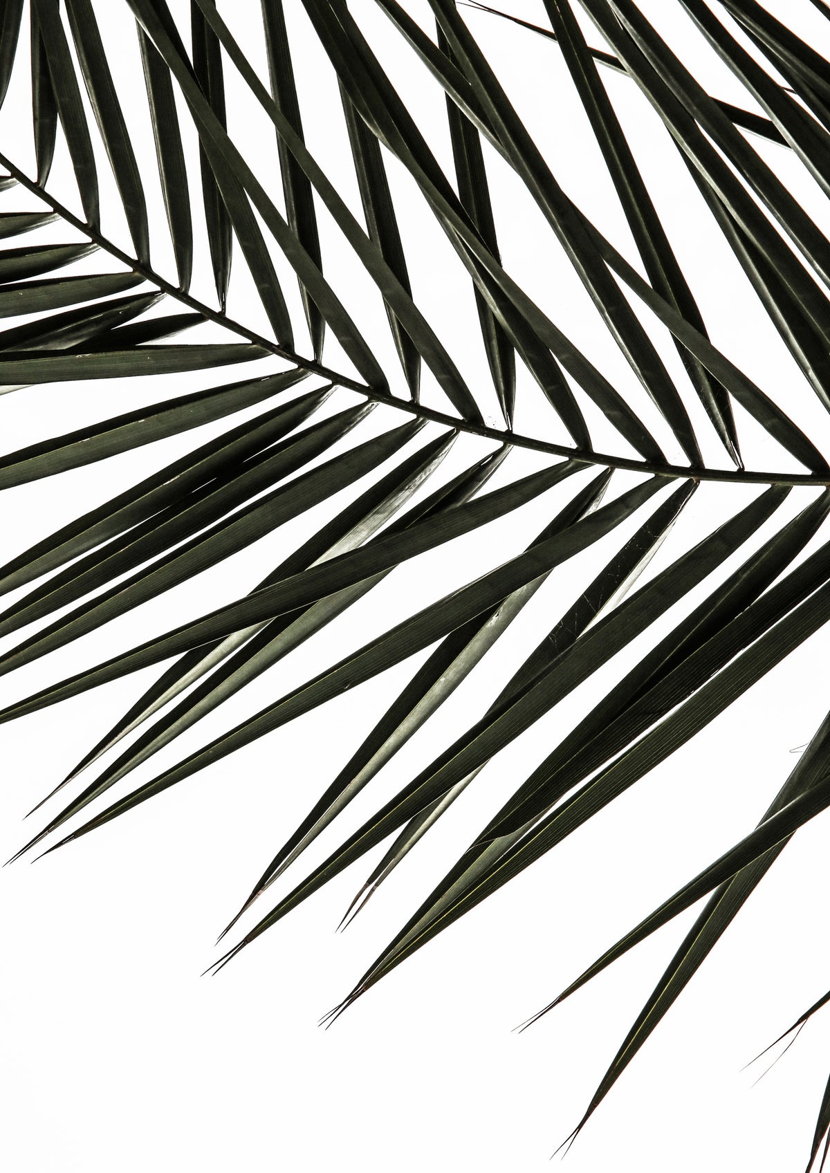 acrylic-print-frond-shadows