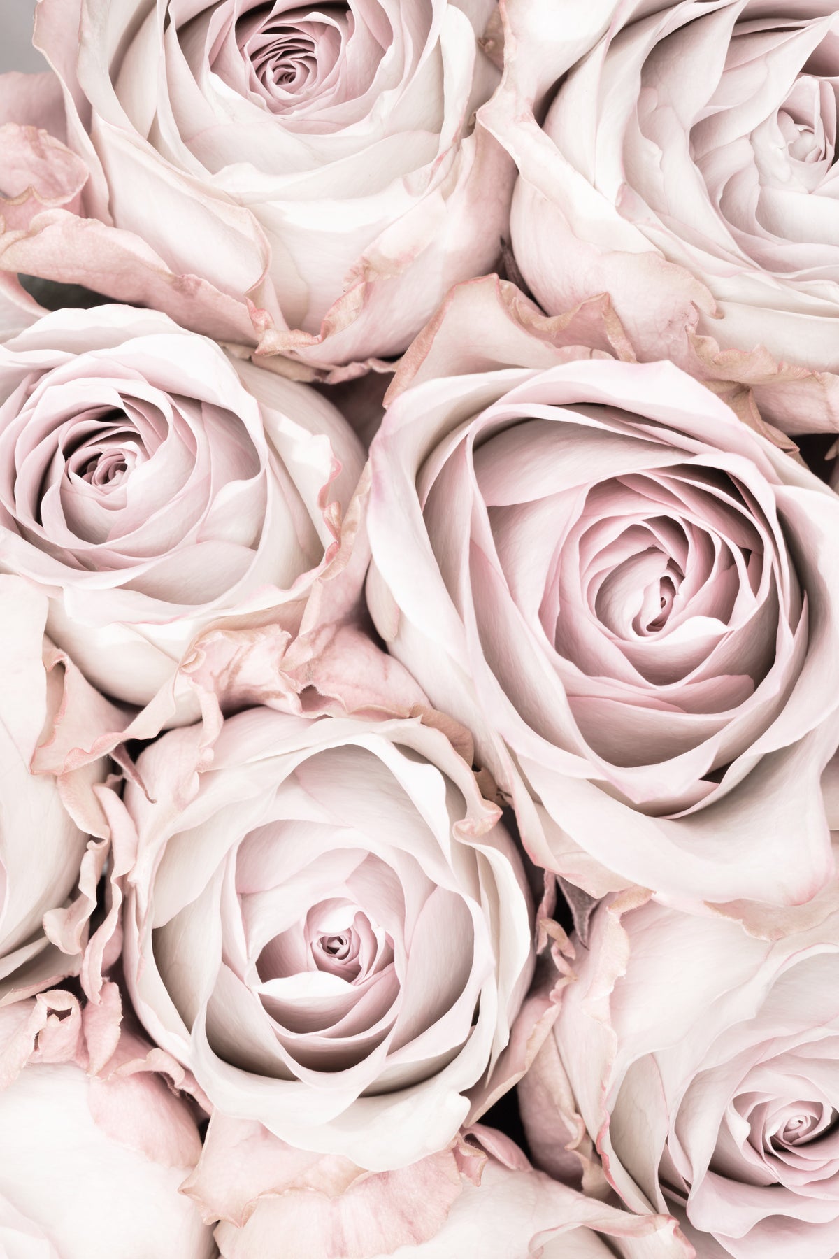 canvas-print-pink-roses-no-01