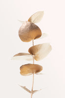 framedposter-print-eucalyptus-gold-no-06