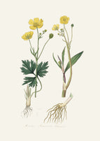 framedposter-print-lesser-spearwort-ranunculus-flammula-medical-botany