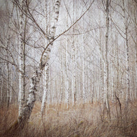 acrylic-print-birch-forest-x