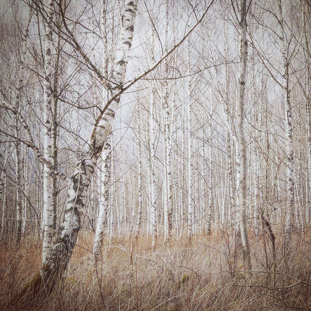 acrylic-print-birch-forest-x