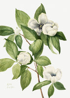 acrylic-print-virginia-stewartia-1925