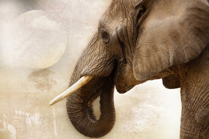 canvas-print-portrait-of-an-elephant