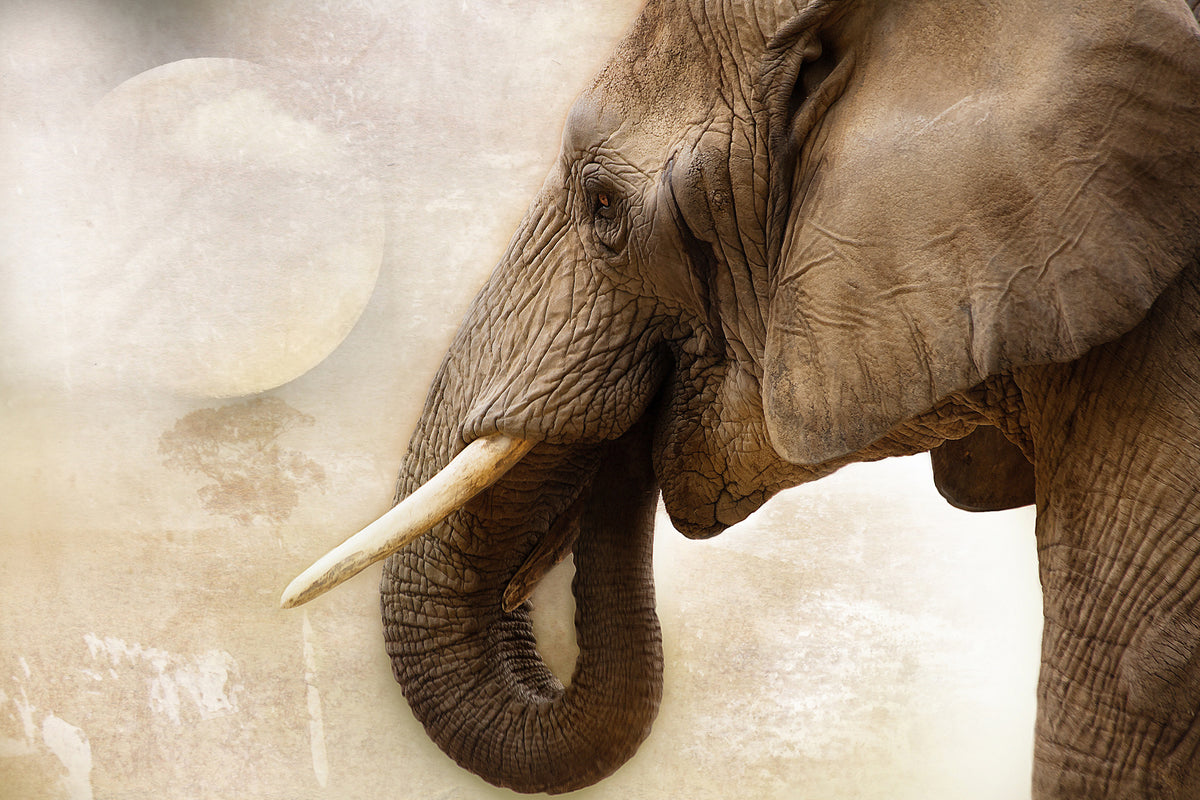 canvas-print-portrait-of-an-elephant