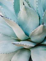 canvas-print-succulent-green