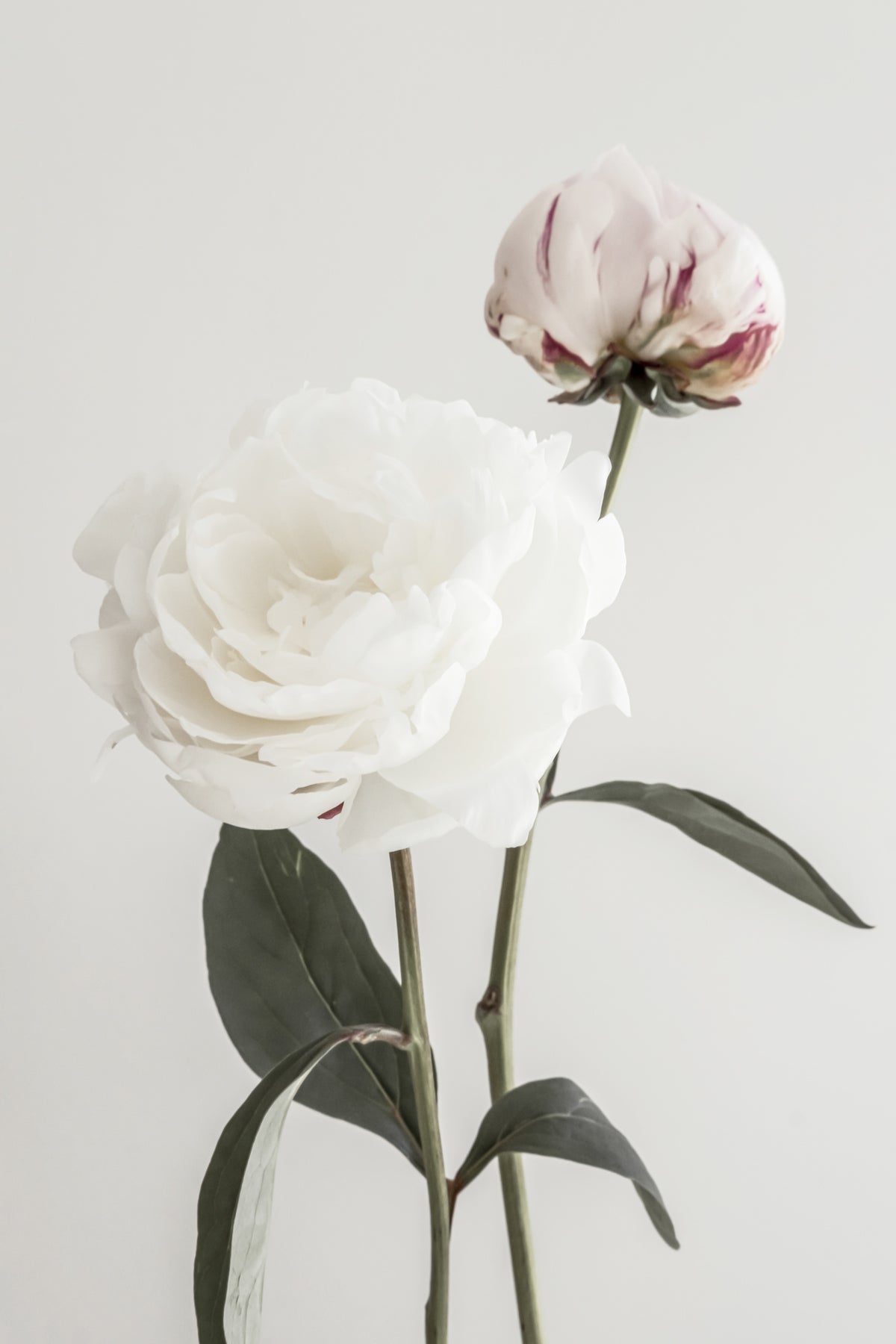 aluminium-print-peony-12