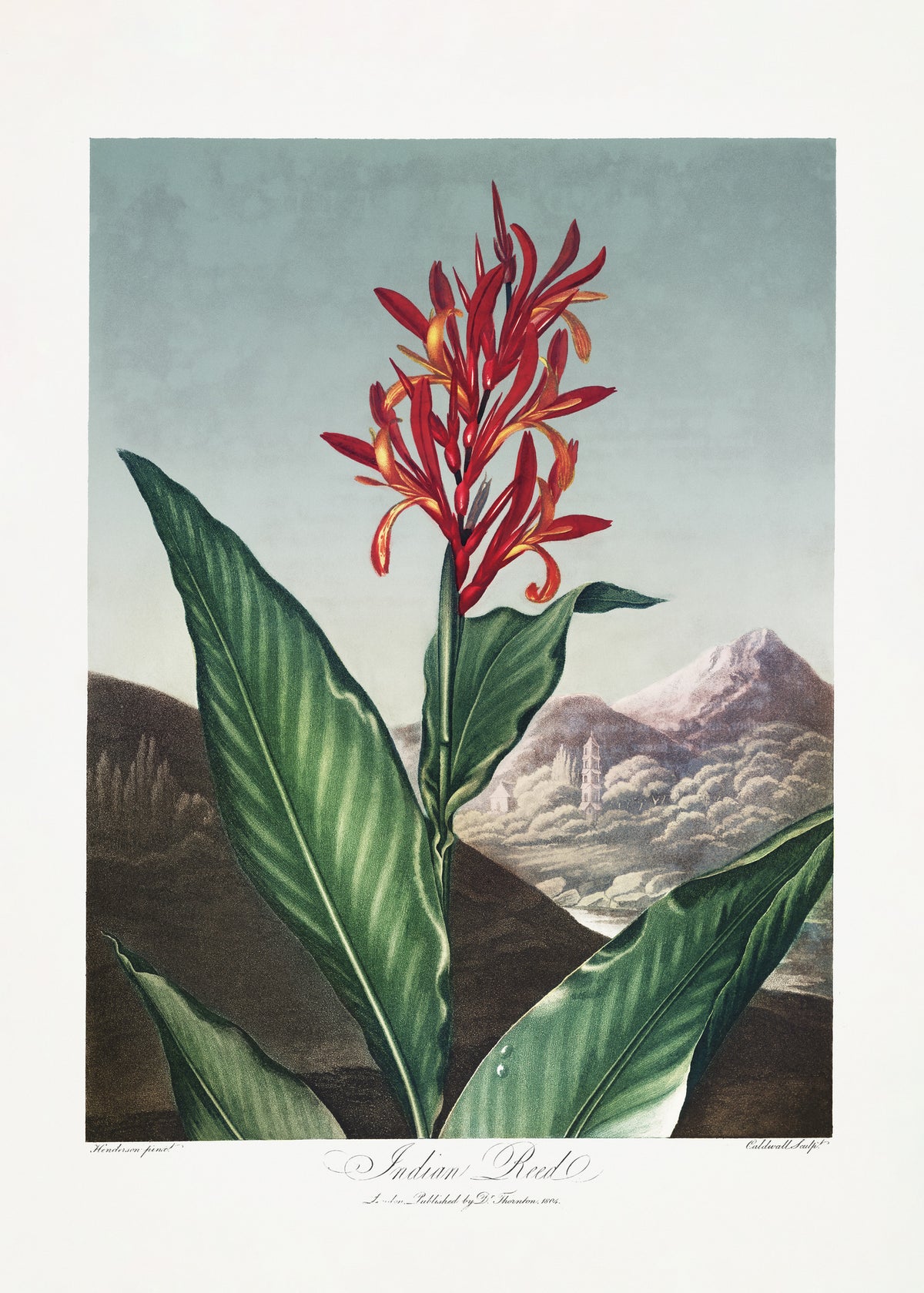 framedposter-print-indian-reed-from-the-temple-of-flora-1807