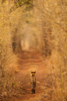 framedposter-print-the-tiger-in-the-tunnel-x