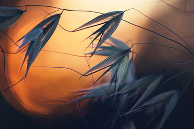 poster-print-sunset-p