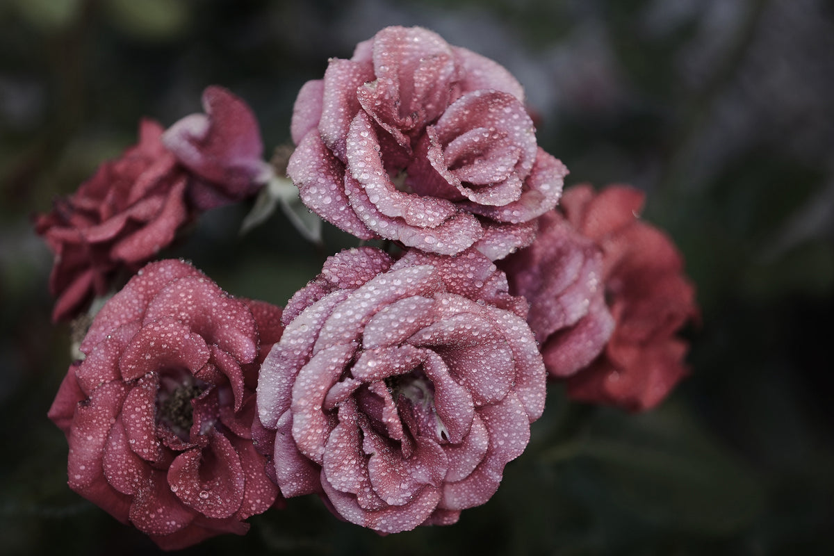 framedposter-print-romantic-roses