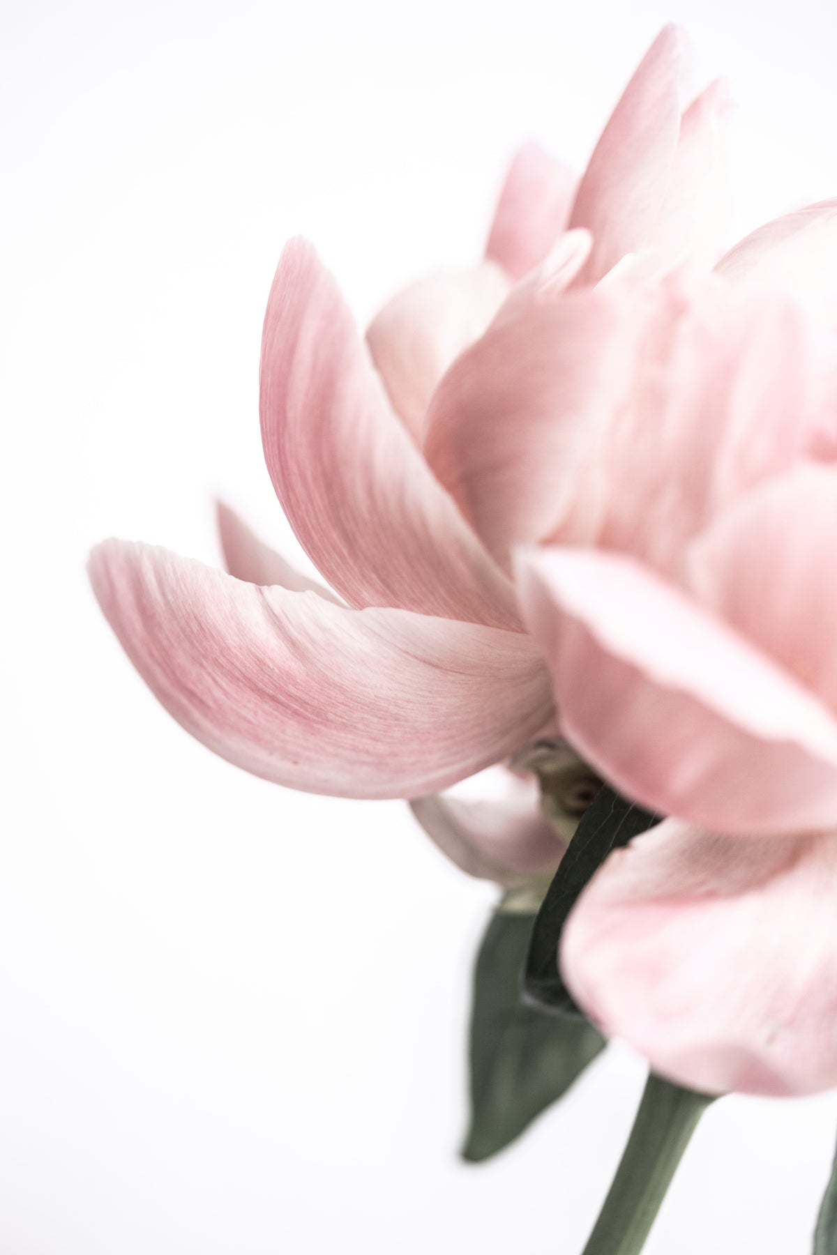aluminium-print-peony-2